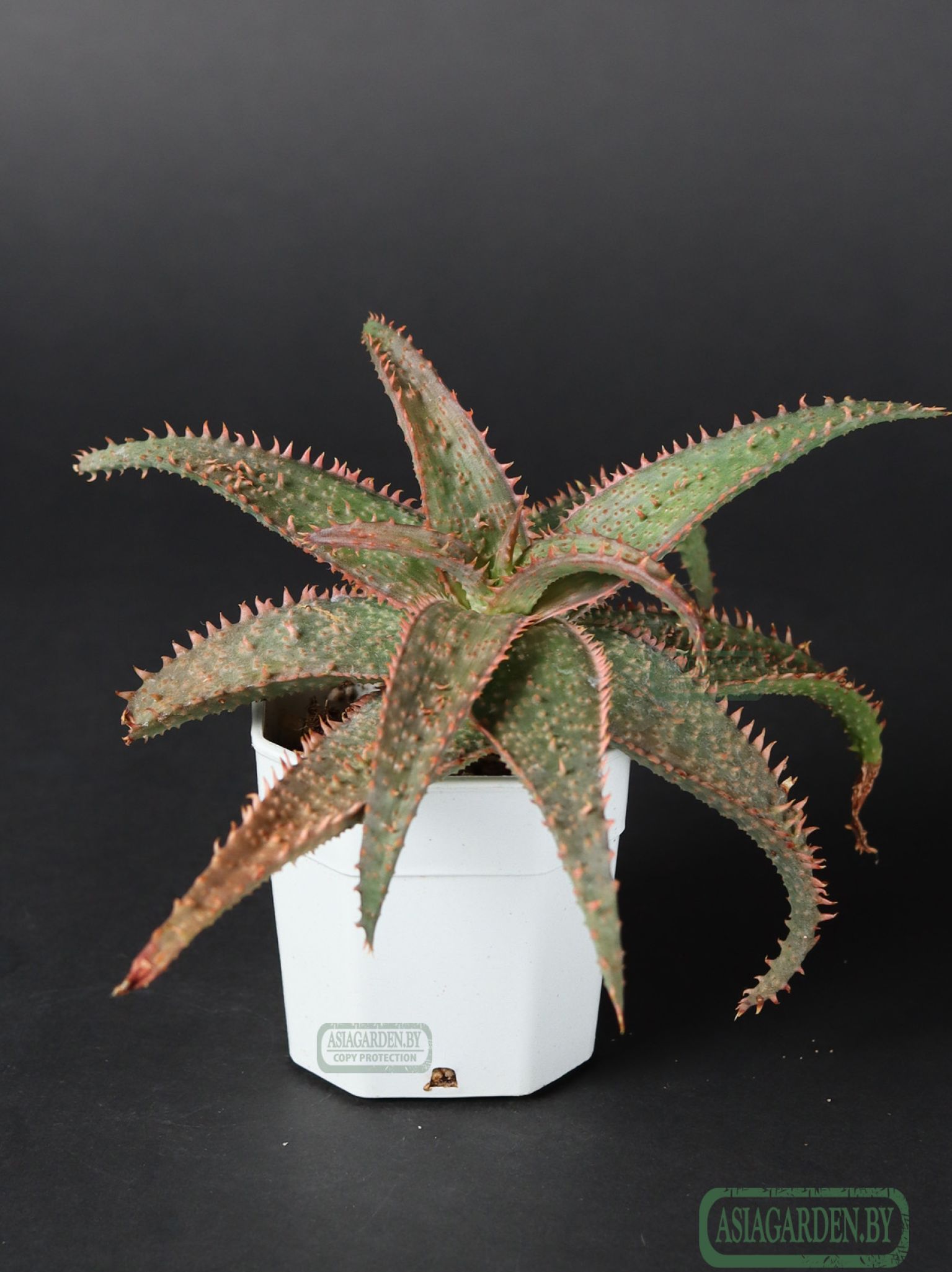 Aloe 'Christmas Carol'